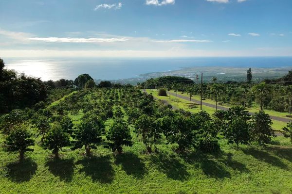 kona - Fazenda de Café UCC Hawaii